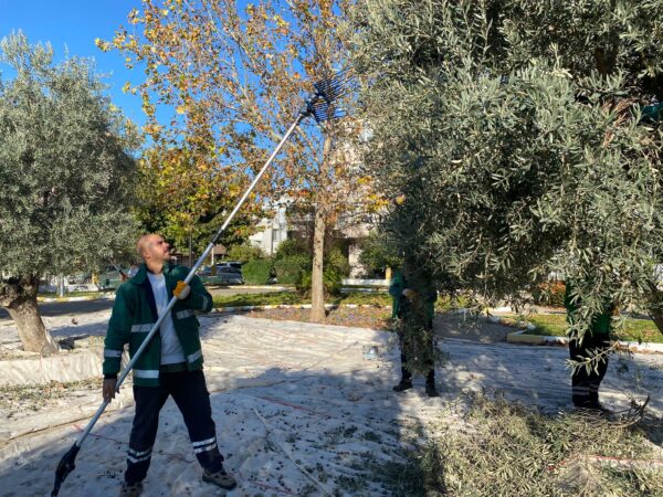 Milas Belediyesi park ve yeşil alanlarda zeytin hasadına devam ediyor