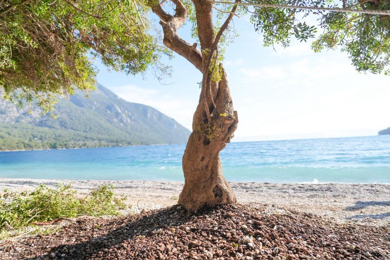 Akbük’ün Doğal Gölgesi Korundu: Devrilen Ağaç Yerine Dikildi