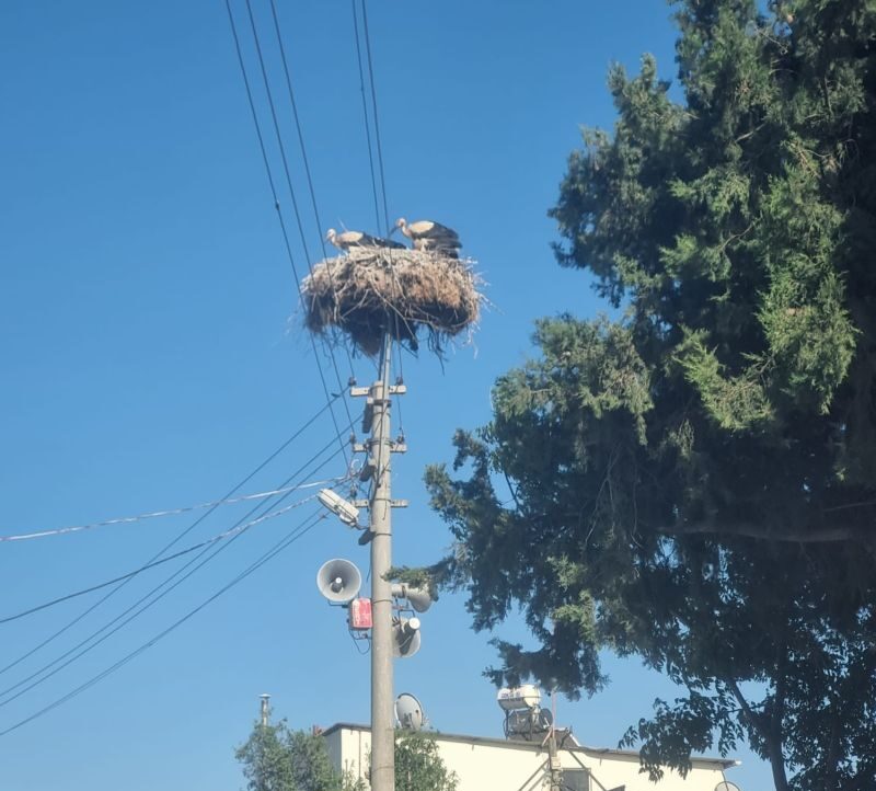 Büyükşehir’den Leylekler İçin Güvenli Yuva