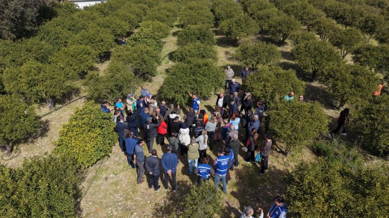 Bodrum’da Ağaç Budama Eğitimi Düzenlendi