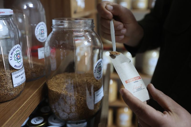 Muğla’nın Ata Tohumları Ülke Toprakları ile Buluşmaya Devam Ediyor