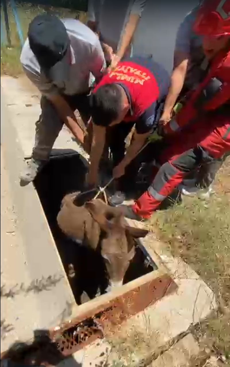 Havalandırma Boşluğuna Düşen Eşek Kurtarıldı.
