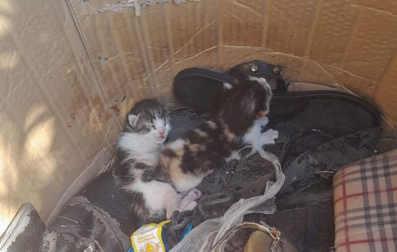Belediye Ekibinin Dikkati Yavru Kedileri Hayata Bağladı