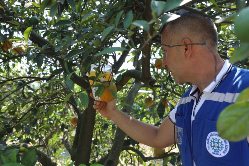 Muğla’da Üreticinin Emeğine Çevre Dostu Koruma