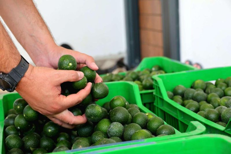 Yeşil Bodrum Mandalini Hasadı Devam Ediyor