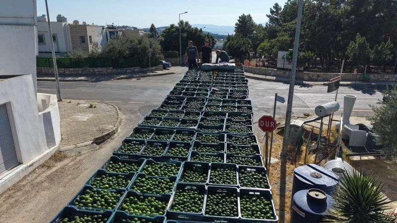 Bodrum Mandalininde Yeşil Hasat Bereketi